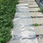 ม้วนพลาสติกสีใส LDPE