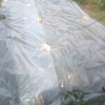 ม้วนพลาสติกสีใส LDPE